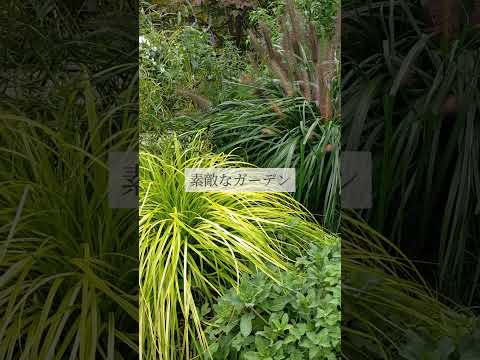 食用の赤い果実ベルベリスを持つ低木