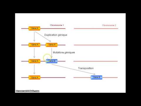 comment renforcer la retine