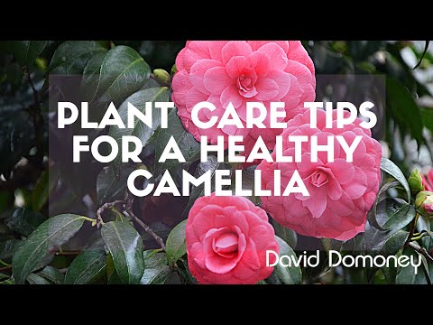 David Domoney camellia plant care tips