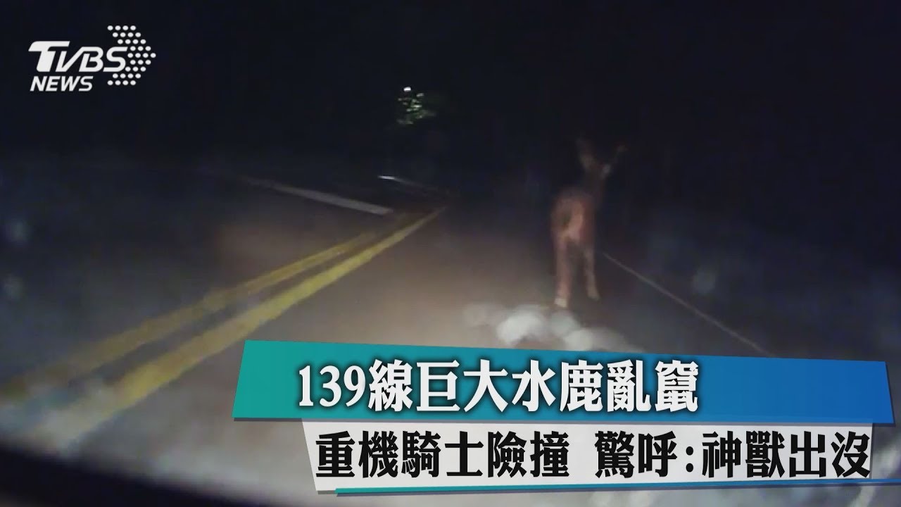 139縣道巨大水鹿亂竄!重機騎士險撞 驚呼:神獸出沒