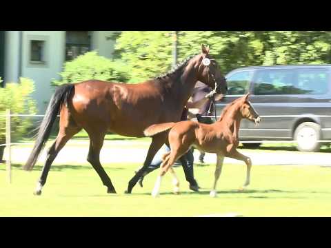 Dorina, SF *20.05.2017 von Diamond Hit – Charon – Interpol