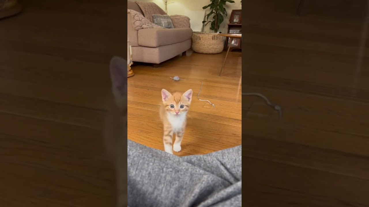 Kitten's Adorable Close-Up Camera Attack
