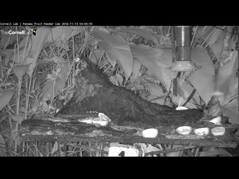Bats Visit Panama Feeders in Middle of the Night – Nov. 13, 2018