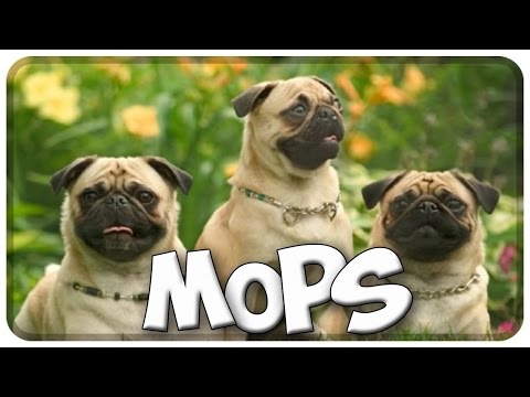 Der MOPS im Rasseportrait #3 JulisTierwelt / pug