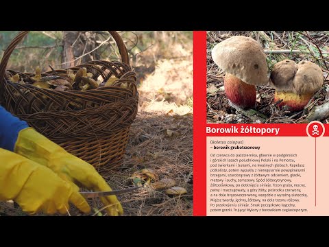 Poradnik grzybiarza. Przeczytaj zanim pójdziesz do lasu