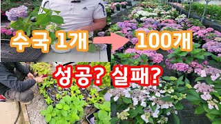 수국1개로 100개 만들기 프로젝트! 그 결과는?