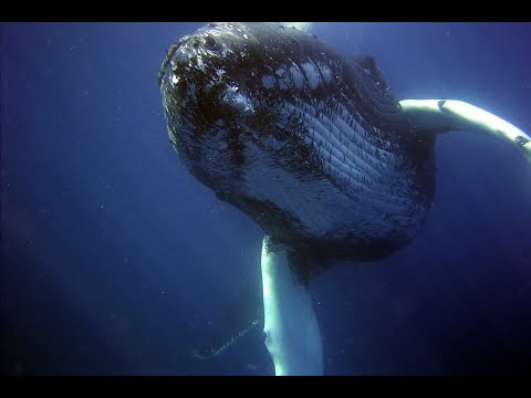 3 Hours of Whale Sounds Underwaterfor Sleep and Relaxation