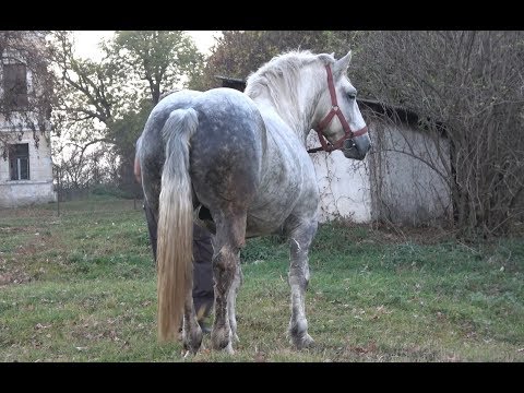 Armasarul lui Titi de la Jucu, Cluj 2018