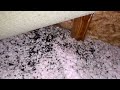 Attic Filled with Bat Guano in Manalapan, NJ