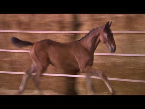 Abendtraum von Sky Walker - Fohlenschau 30.07.2017
