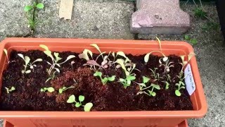 Es ist Zeit alles nach draußen zu setzen! Der Sommer kommt nun endlich!