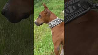 Download lagu Jagat menunggu babi hutan #shorts #anjing #berburu mp3 Download lagu Jagat menunggu babi hutan #shorts #anjing #berburu mp3