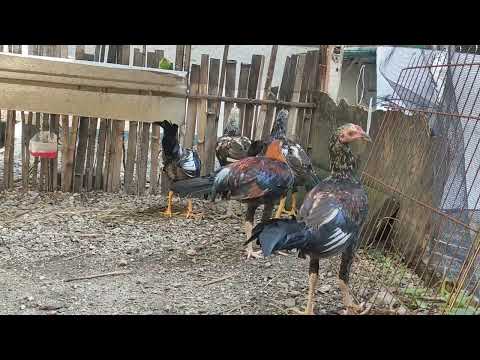 2 months old joe goode grey