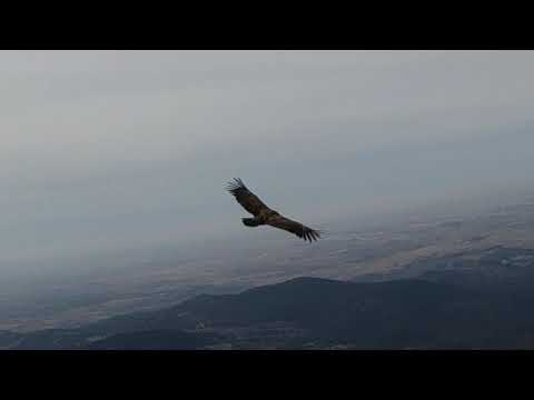 Soaring with Griffon Vultures at Algodonales, Spain.  October 2021