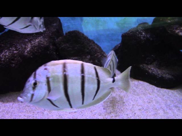 Striped Black & White Tropical Fish at Sea Life Park, Hawaii