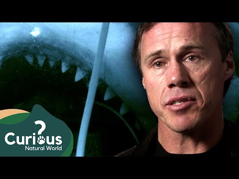 Facing The Ocean's Most Dangerous Predator | Human Prey | FULL Documentary | Curious?: Natural World
