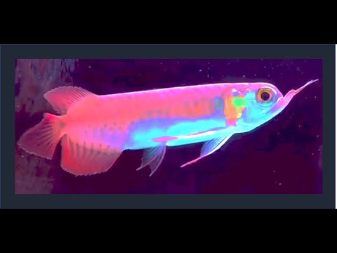 Best Top 10 Most Special Arowana Fish | Super Rare Arowana Fish you have never seen before