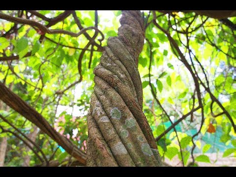 Que es realmente la Ayahuasca? 