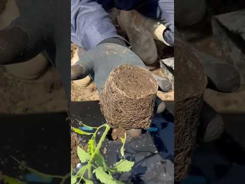  4月末にトマトを植えることはできますか？それらをうまく植えるにはどうすればよいでしょうか？簡単なビデオガイド  庭園