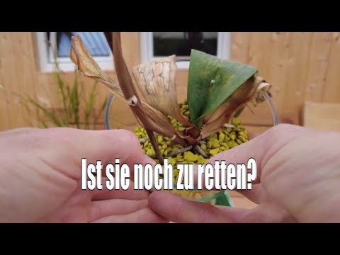 , title : 'ORCHIDEE in Gefahr: Was können wir tun?'