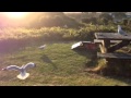 Seagull Eats Out Of Elijah S Hand As He Hides Under Pizza B