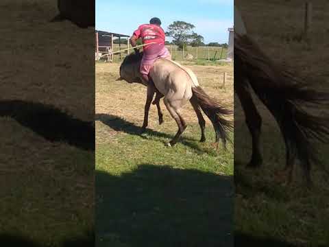 O melhor domador de cavalo do mundokkkk badeco do coco vídeo original gravado por mim
