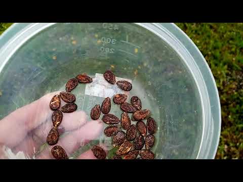 Посадка Арбузов 'СКОРОСПЕЛЫЙ' в Открытый Грунт.(семена крупные). Как я Сажаю. 19 мая 2021г.