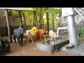 DIY How To Make Cow Shed House Of Animals Horse House Cow