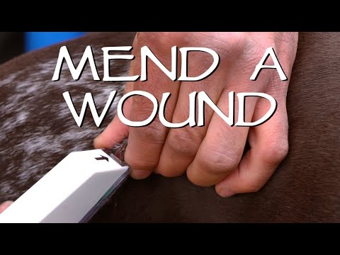 Mending a Dog Wound