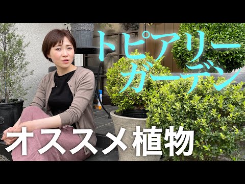 ドワーフローズ「マンダリン」 植物