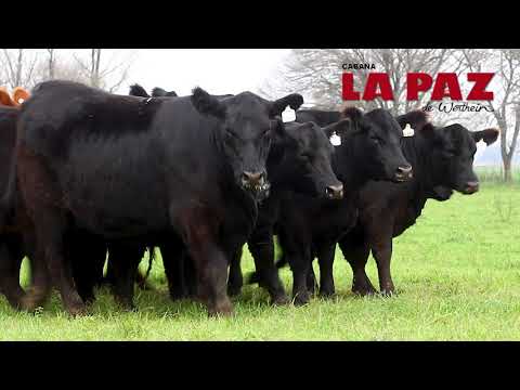 La Paz de Werthein  hembras PP