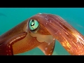 Colour Changing Squid Mating Ritual Blue Planet BBC Earth