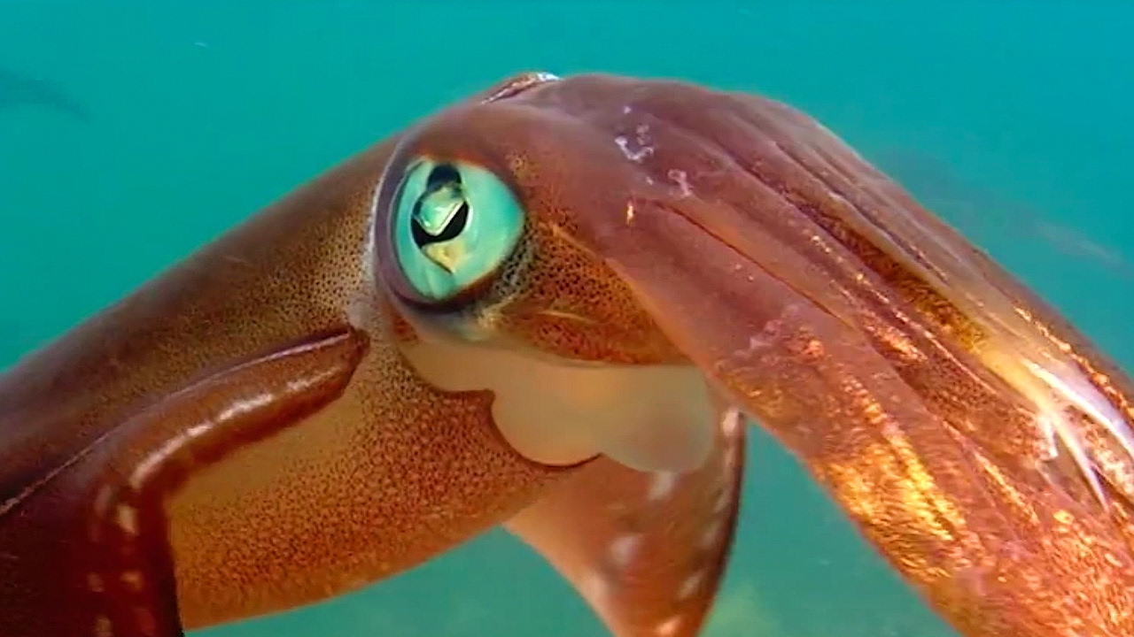 Colour Changing Squid Mating Ritual #02