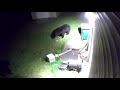 Two Bears Fighting In Hudson Valley