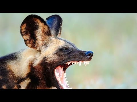 A wild dog is the most successful predator | Mia Bethany | Facts Factory