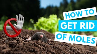 How to GET RID OF MOLES | Mole-free lawn and garden!