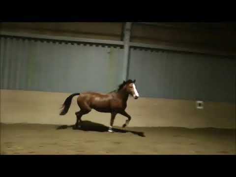 Freispringen:  3-jährige Holsteiner Stute von Million Dollar-Casall-Carthago-Cordde-Liguster