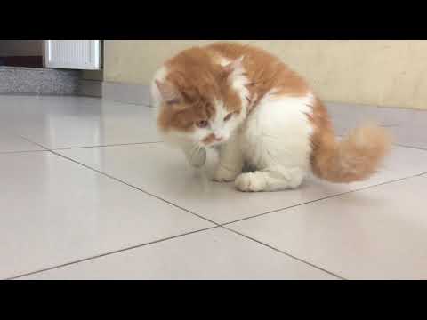 Can dogs and cats live together?