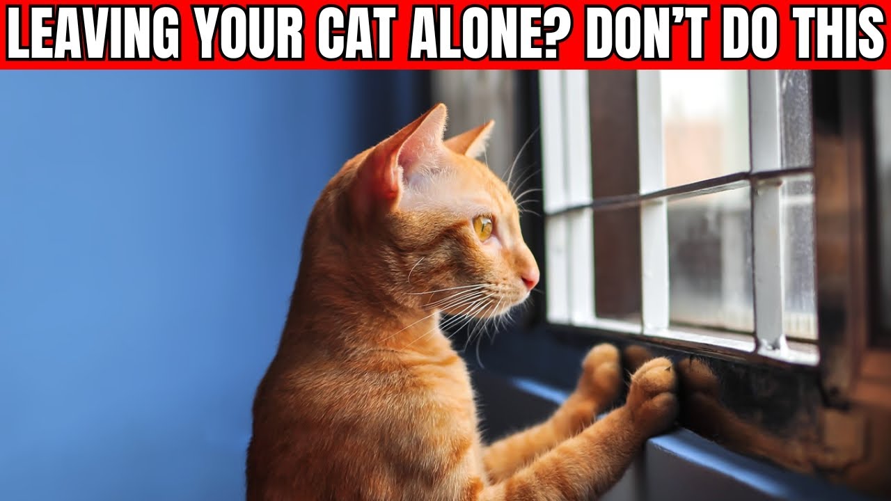 10 THINGS You Should NEVER Do When You Leave Your Cat Home Alone