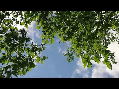 18 Minutes of Wind Blowing through Trees