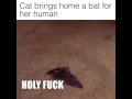 Cat Brings Home Bat For Human