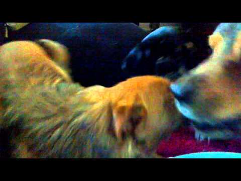 Peyton, Kimmy and Buster doing love bites