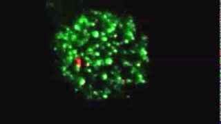 JBC : Integrins influence the size and dynamics of signaling microclusters in a Pyk2-dependent...