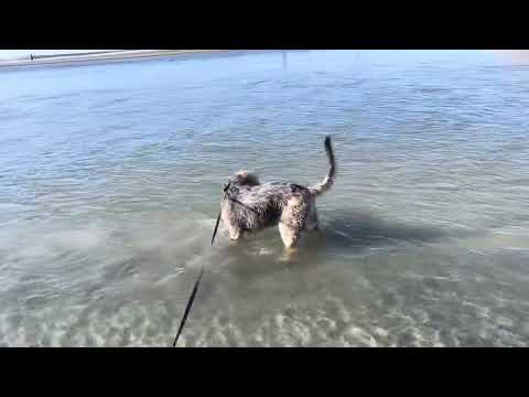 Blue Fairy Otterhounds 2022:  Freddie at the Beach