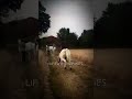 Surf board || #equestrian #horse #fail #fall #shorts. ￼#fyp #viral