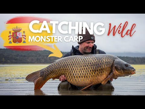 Catching Wild Monster Carp in Spain | Darrell Peck | Extract