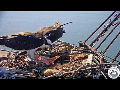 Fish Exchange - April 8