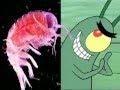 Real Life Plankton Krabs Song 2007
