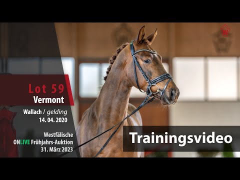 ONLIVE Frühjahrs-Auktion Training Lot 59 Vermont Wallach v. Vivat Rex - Donnerball