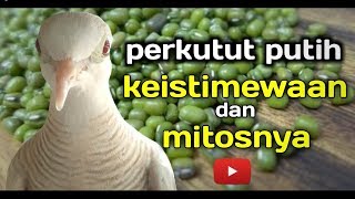 Download lagu White turtledove to special and myths? mp3